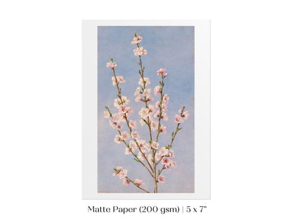 Peach Blossom | P24 - Single Art Prints - Piccolo Fiore Prints