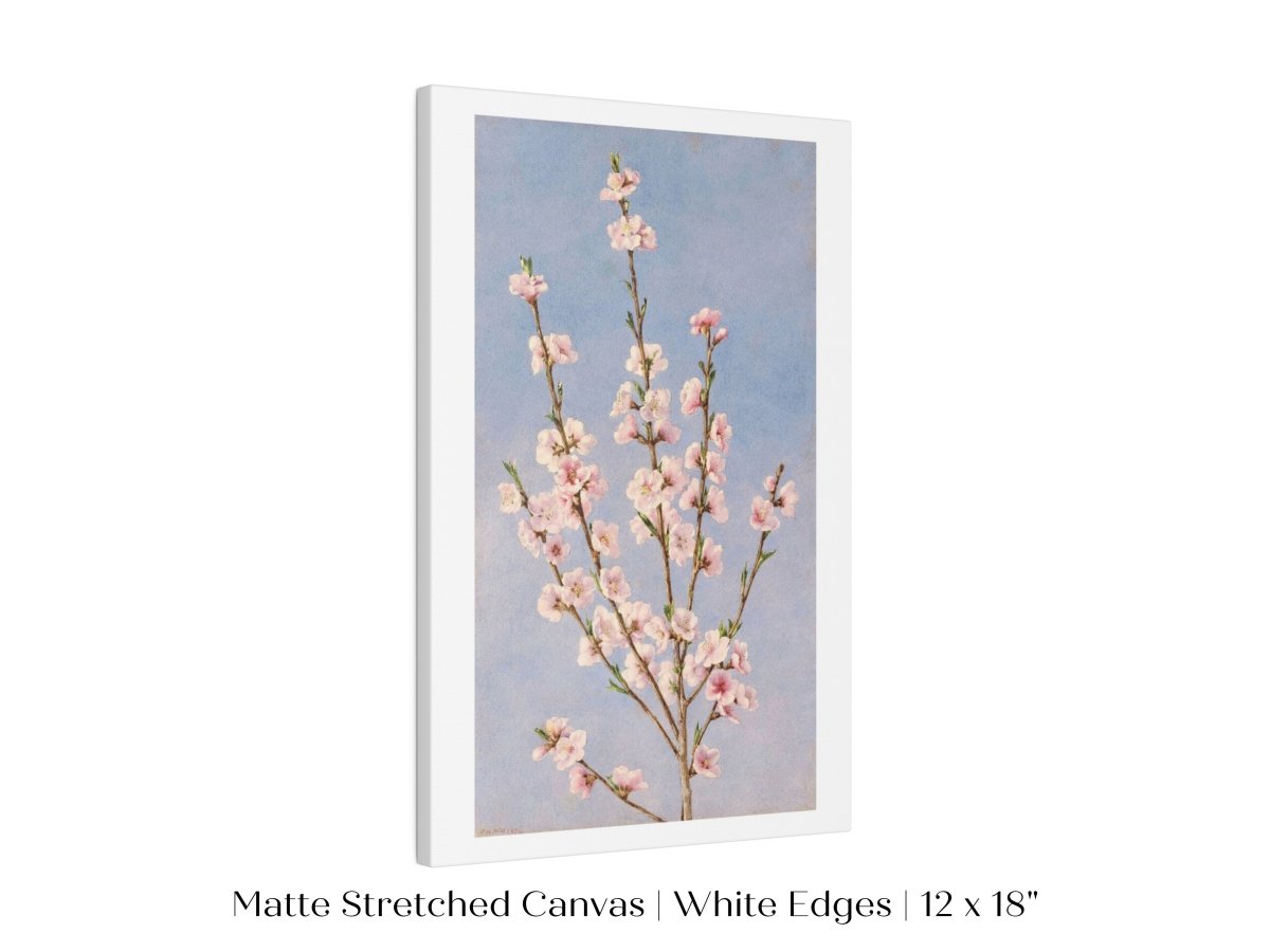 Peach Blossom | P24 - Single Art Prints - Piccolo Fiore Prints