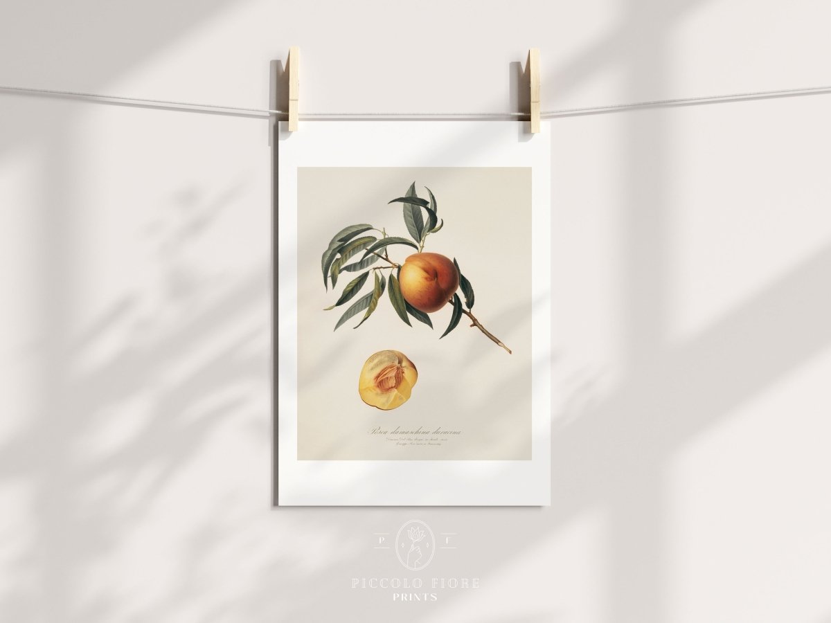 Peach Illustration | P99 - Single Art Prints - Piccolo Fiore Prints