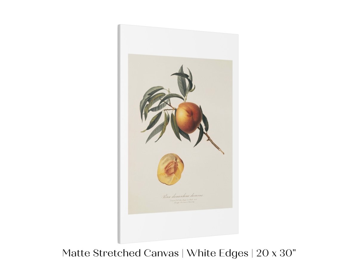 Peach Illustration | P99 - Single Art Prints - Piccolo Fiore Prints