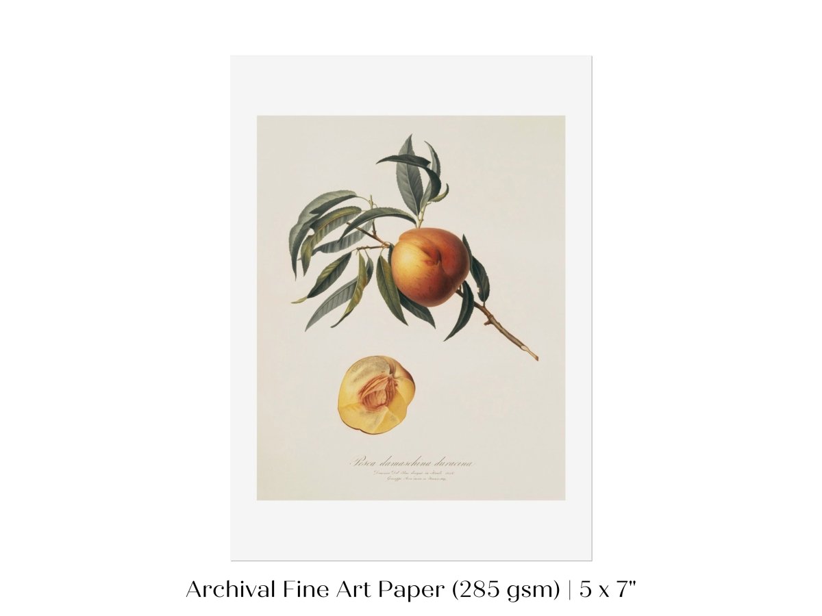 Peach Illustration | P99 - Single Art Prints - Piccolo Fiore Prints