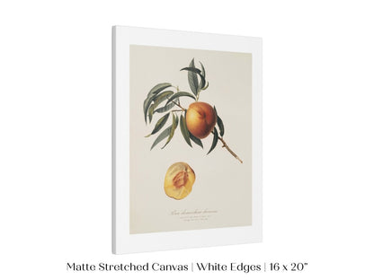 Peach Illustration | P99 - Single Art Prints - Piccolo Fiore Prints