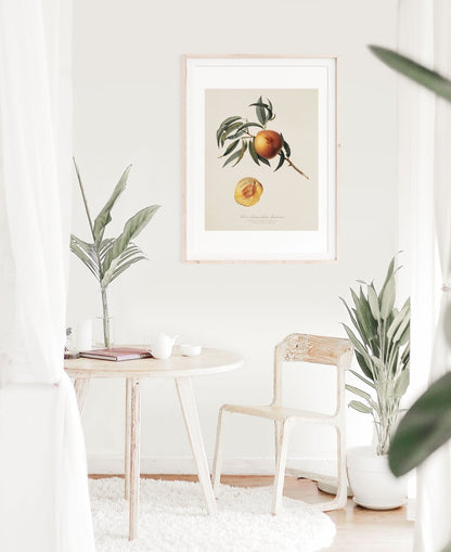 Peach Illustration | P99 - Single Art Prints - Piccolo Fiore Prints