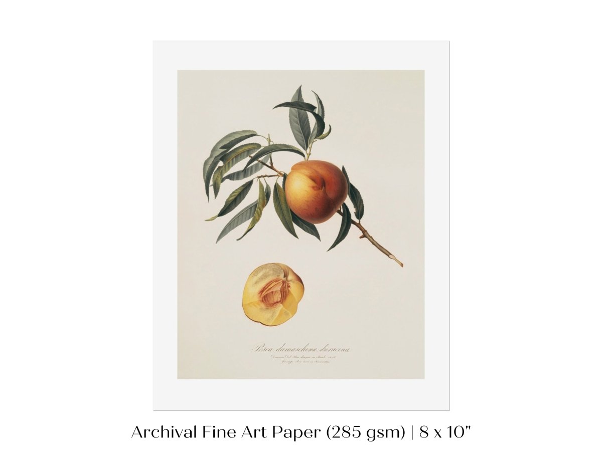 Peach Illustration | P99 - Single Art Prints - Piccolo Fiore Prints