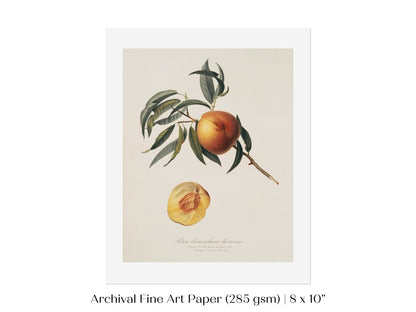 Peach Illustration | P99 - Single Art Prints - Piccolo Fiore Prints
