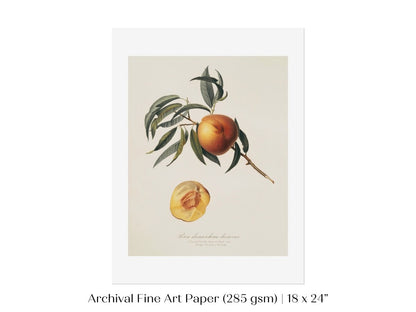 Peach Illustration | P99 - Single Art Prints - Piccolo Fiore Prints