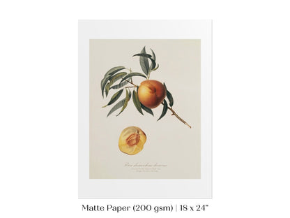 Peach Illustration | P99 - Single Art Prints - Piccolo Fiore Prints