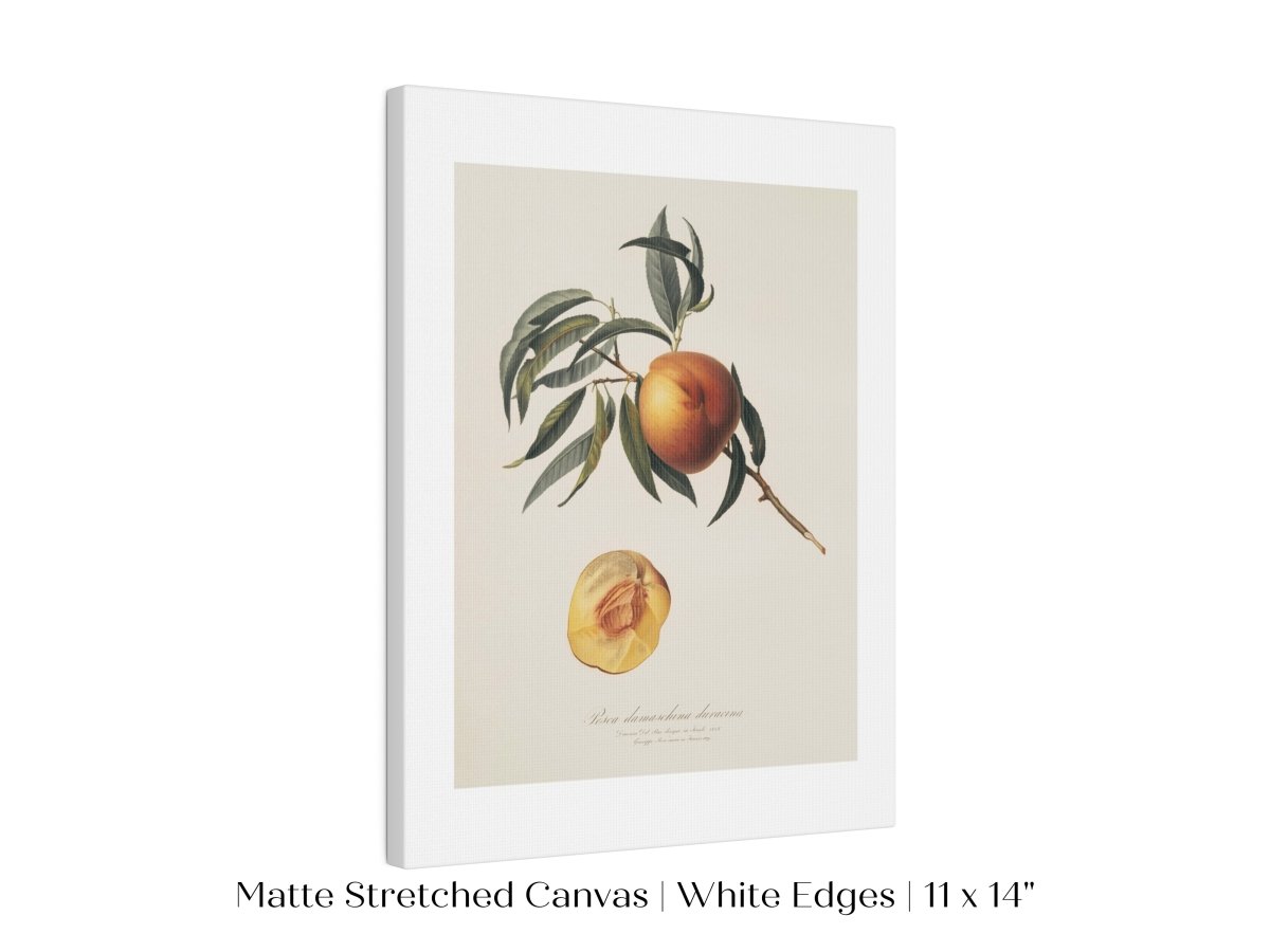 Peach Illustration | P99 - Single Art Prints - Piccolo Fiore Prints