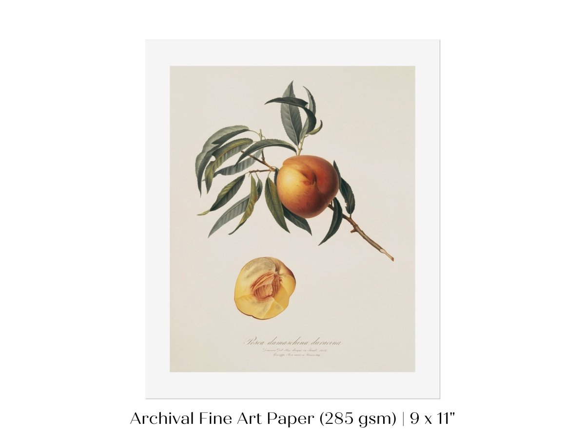 Peach Illustration | P99 - Single Art Prints - Piccolo Fiore Prints