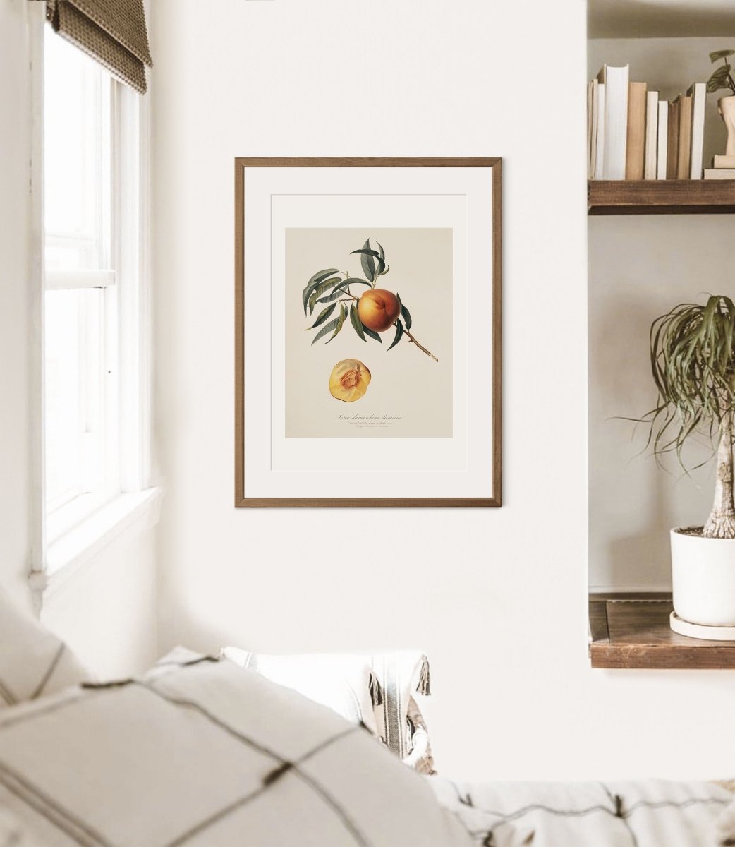 Peach Illustration | P99 - Single Art Prints - Piccolo Fiore Prints