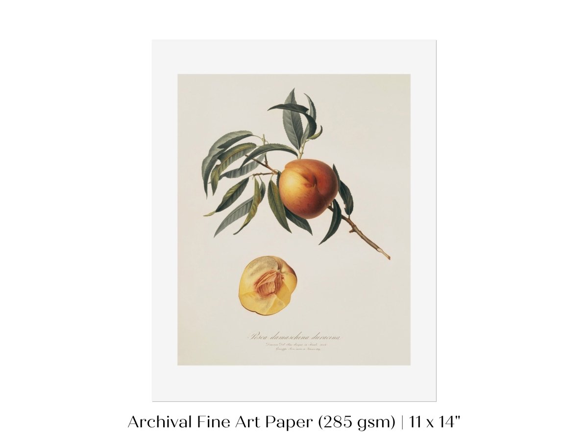 Peach Illustration | P99 - Single Art Prints - Piccolo Fiore Prints