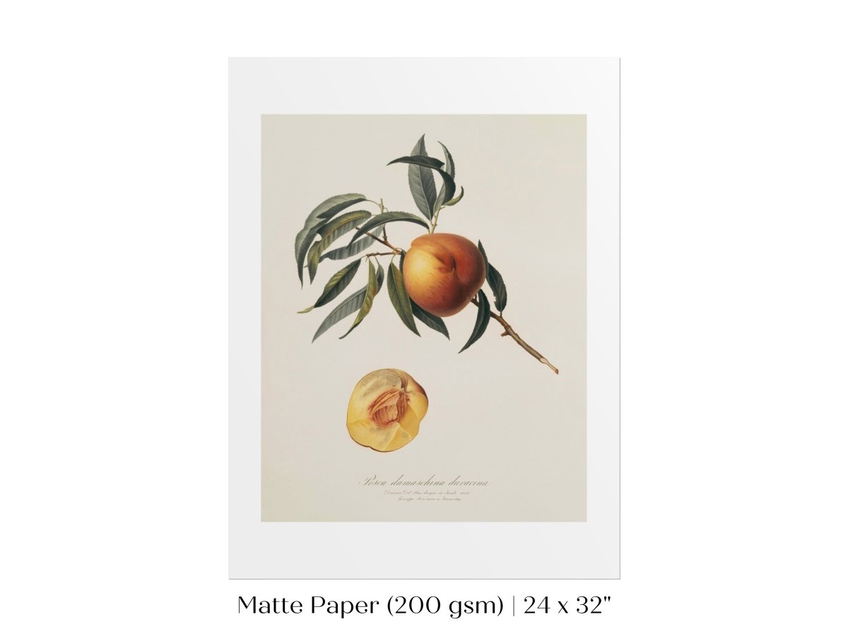 Peach Illustration | P99 - Single Art Prints - Piccolo Fiore Prints