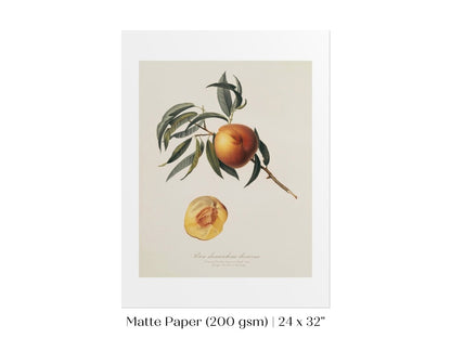 Peach Illustration | P99 - Single Art Prints - Piccolo Fiore Prints
