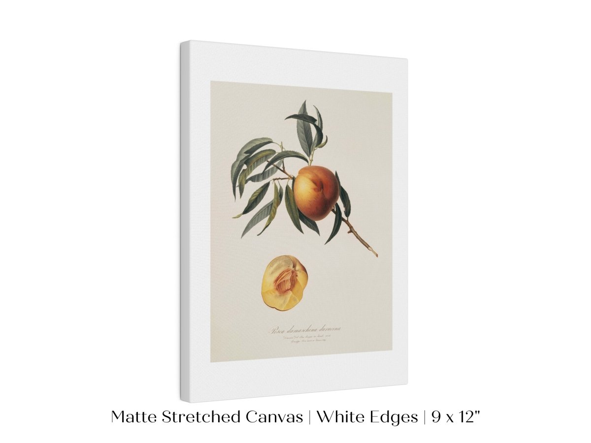 Peach Illustration | P99 - Single Art Prints - Piccolo Fiore Prints