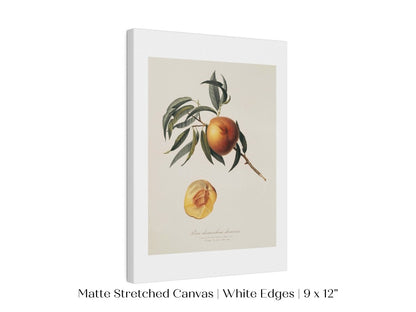 Peach Illustration | P99 - Single Art Prints - Piccolo Fiore Prints