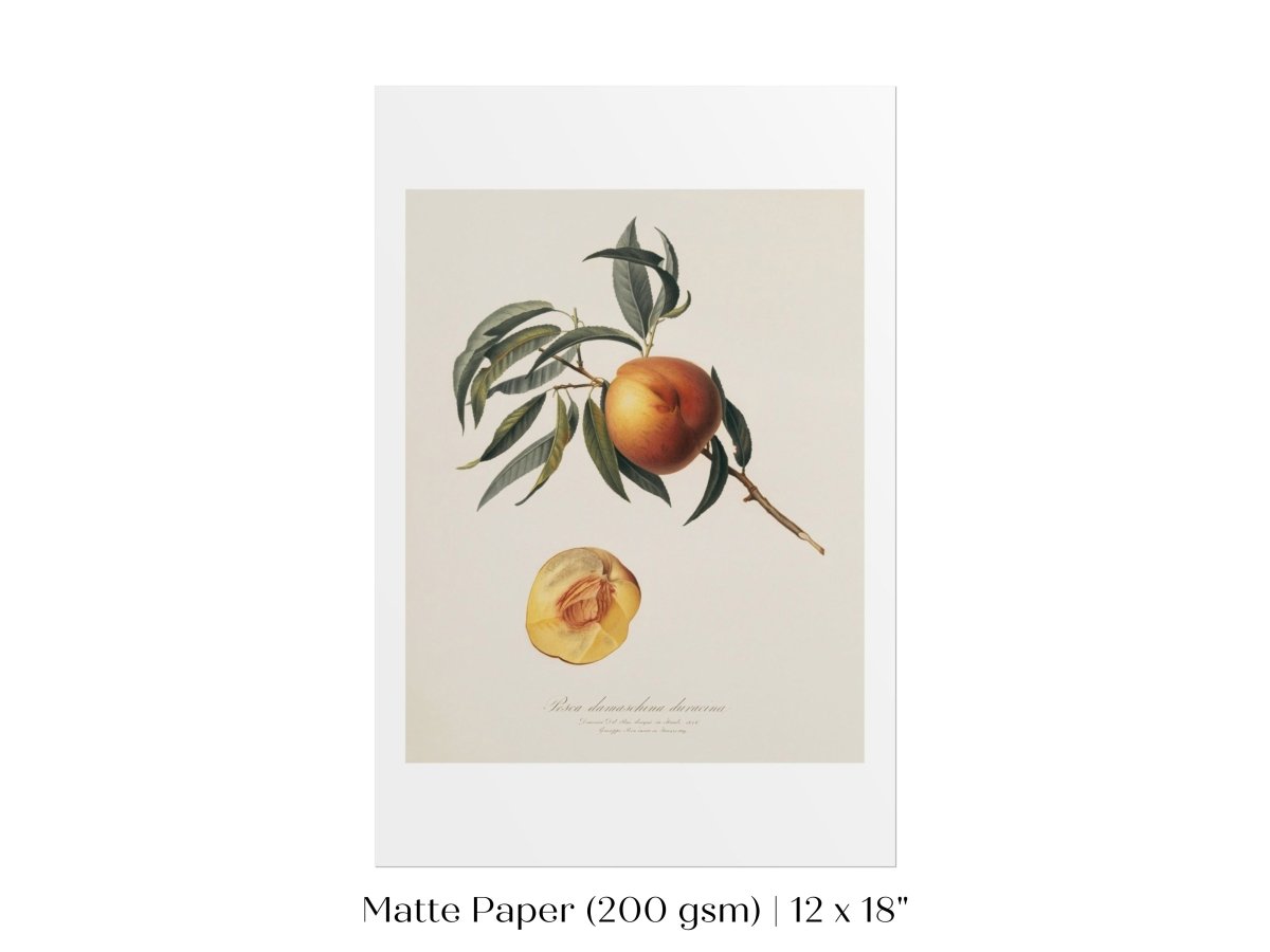 Peach Illustration | P99 - Single Art Prints - Piccolo Fiore Prints