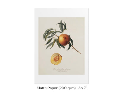 Peach Illustration | P99 - Single Art Prints - Piccolo Fiore Prints