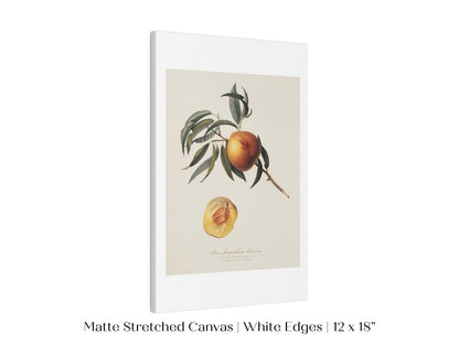 Peach Illustration | P99 - Single Art Prints - Piccolo Fiore Prints