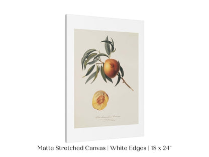 Peach Illustration | P99 - Single Art Prints - Piccolo Fiore Prints
