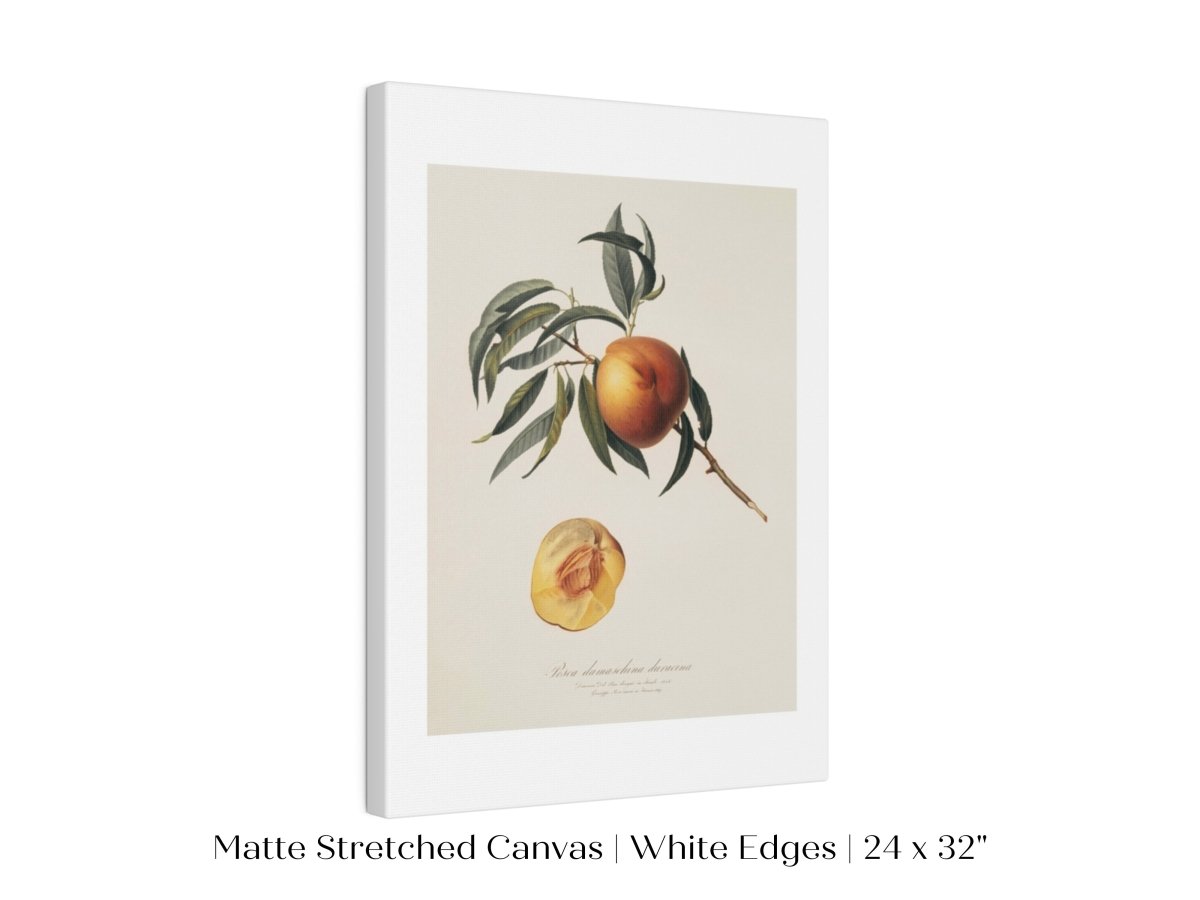 Peach Illustration | P99 - Single Art Prints - Piccolo Fiore Prints