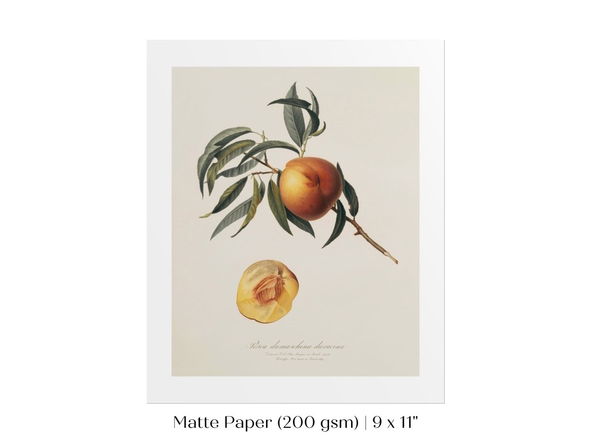 Peach Illustration | P99 - Single Art Prints - Piccolo Fiore Prints