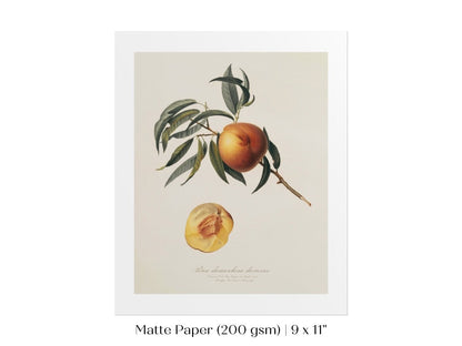 Peach Illustration | P99 - Single Art Prints - Piccolo Fiore Prints