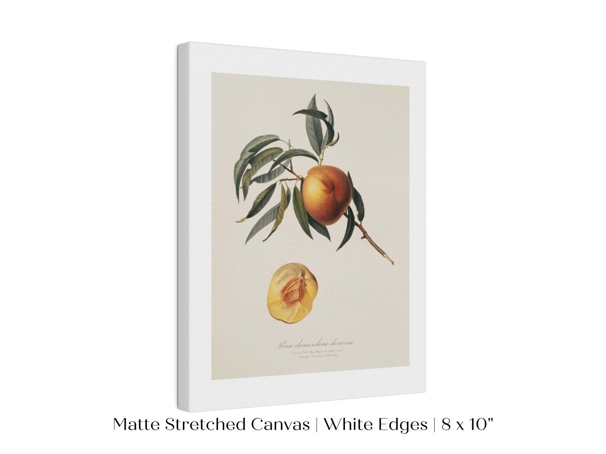 Peach Illustration | P99 - Single Art Prints - Piccolo Fiore Prints