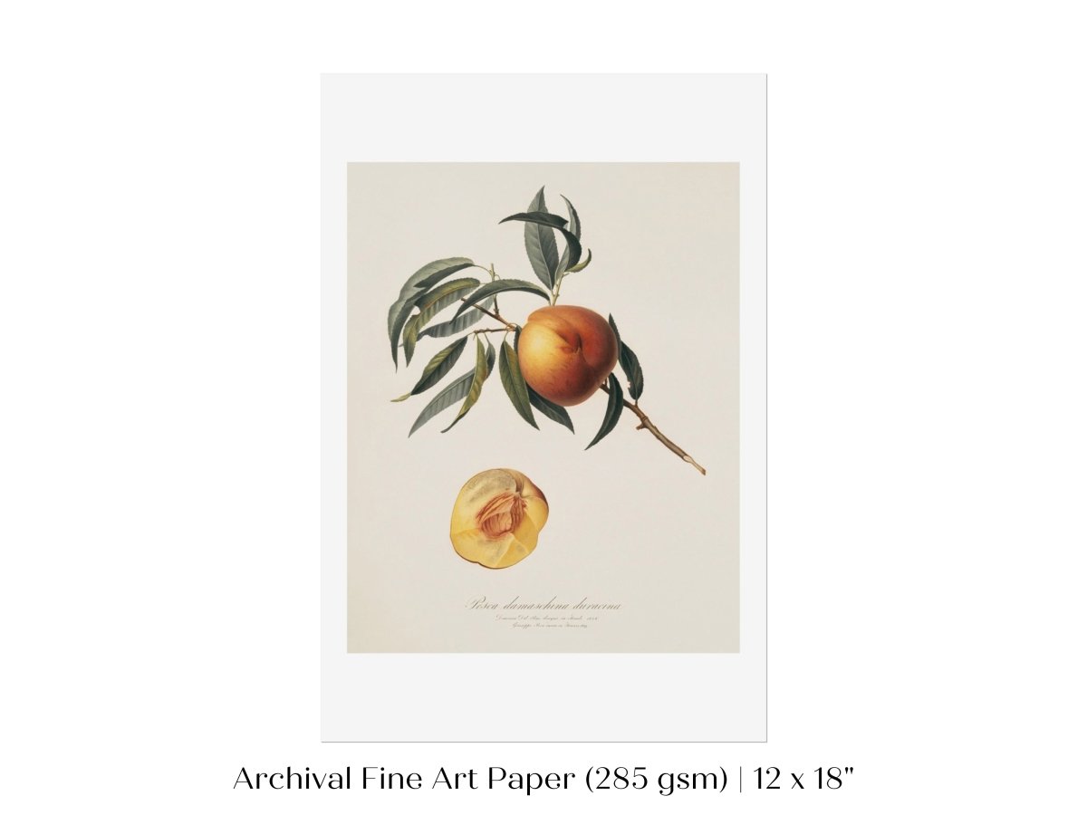 Peach Illustration | P99 - Single Art Prints - Piccolo Fiore Prints