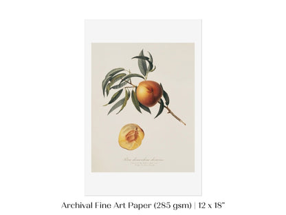 Peach Illustration | P99 - Single Art Prints - Piccolo Fiore Prints