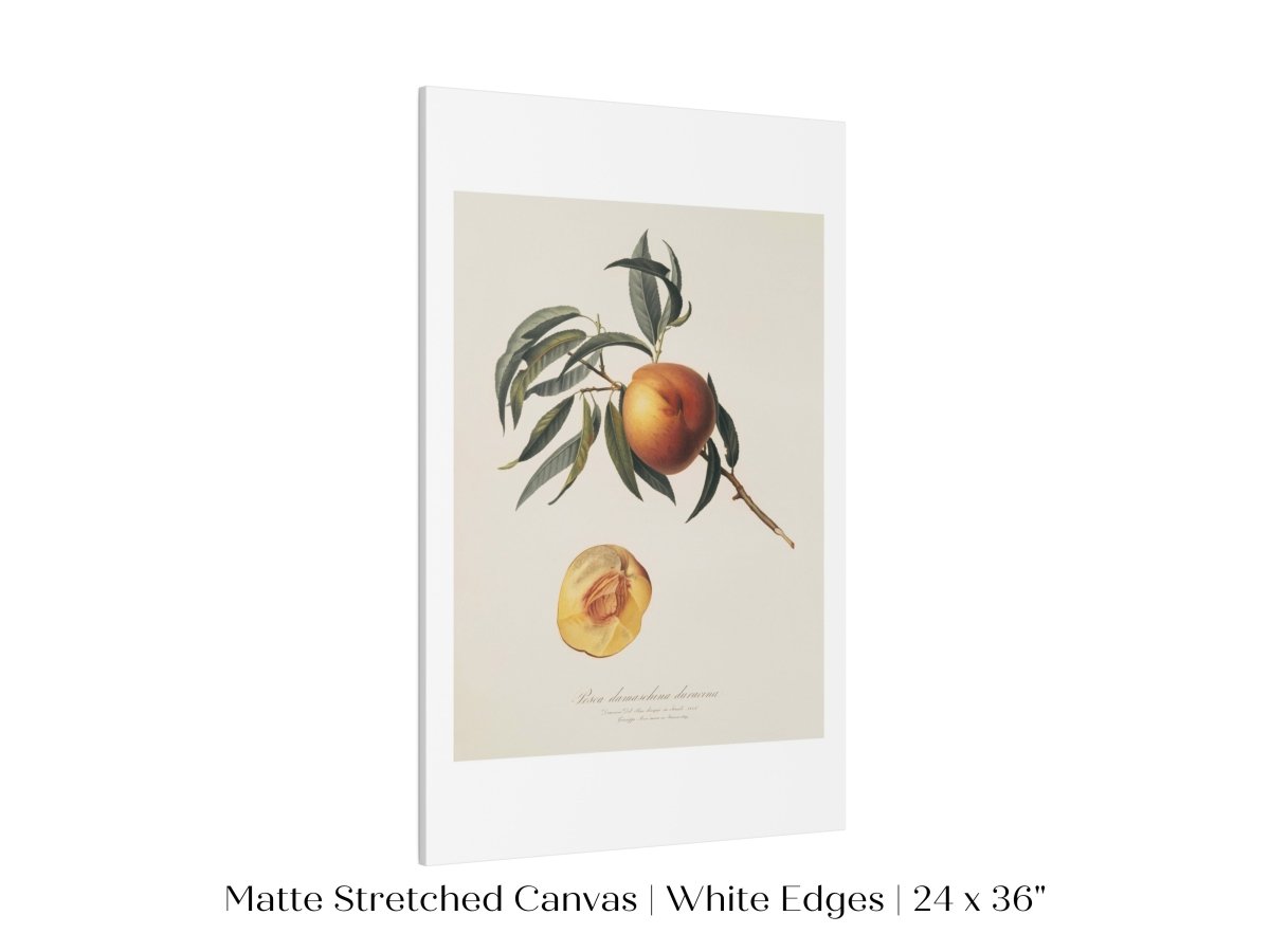 Peach Illustration | P99 - Single Art Prints - Piccolo Fiore Prints