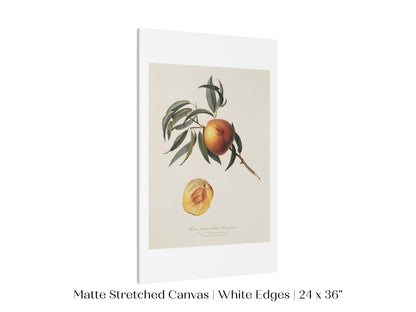 Peach Illustration | P99 - Single Art Prints - Piccolo Fiore Prints