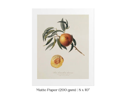 Peach Illustration | P99 - Single Art Prints - Piccolo Fiore Prints