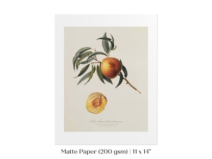 Peach Illustration | P99 - Single Art Prints - Piccolo Fiore Prints