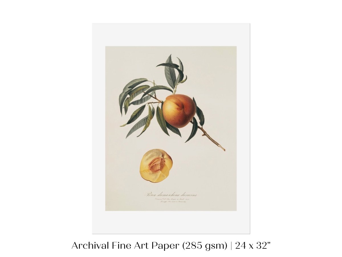 Peach Illustration | P99 - Single Art Prints - Piccolo Fiore Prints