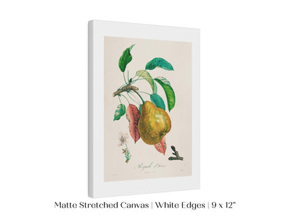 Pear | Botanical Illustration | P181 - Single Art Prints - Piccolo Fiore Prints