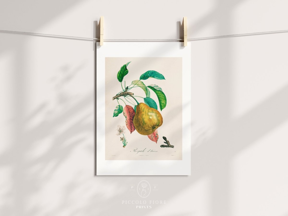 Pear | Botanical Illustration | P181 - Single Art Prints - Piccolo Fiore Prints