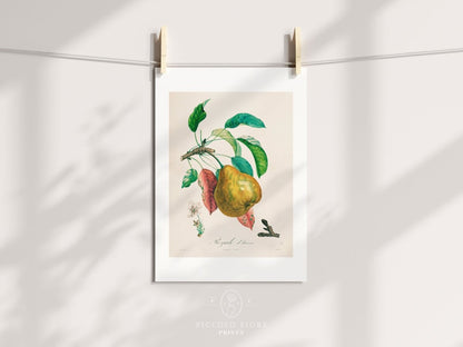 Pear | Botanical Illustration | P181 - Single Art Prints - Piccolo Fiore Prints