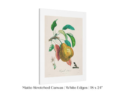 Pear | Botanical Illustration | P181 - Single Art Prints - Piccolo Fiore Prints