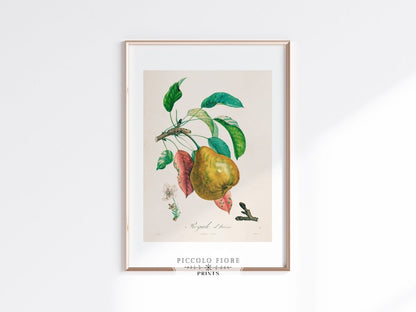 Pear | Botanical Illustration | P181 - Single Art Prints - Piccolo Fiore Prints