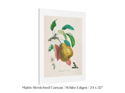 Pear | Botanical Illustration | P181 - Single Art Prints - Piccolo Fiore Prints