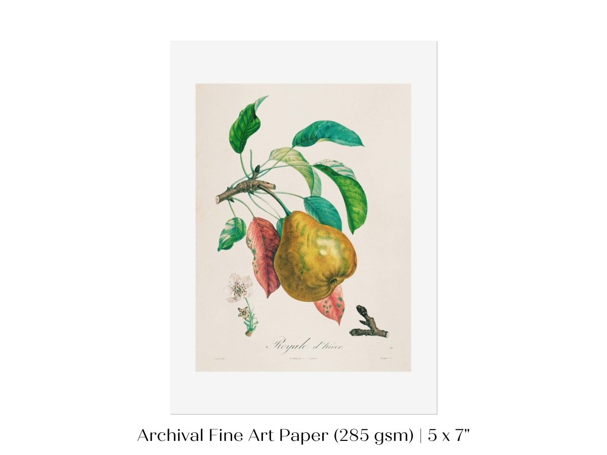 Pear | Botanical Illustration | P181 - Single Art Prints - Piccolo Fiore Prints