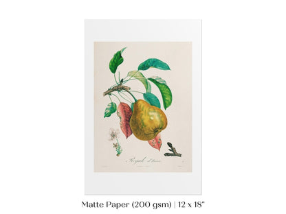 Pear | Botanical Illustration | P181 - Single Art Prints - Piccolo Fiore Prints