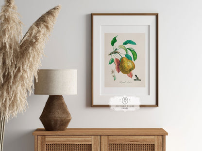 Pear | Botanical Illustration | P181 - Single Art Prints - Piccolo Fiore Prints
