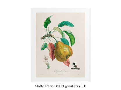 Pear | Botanical Illustration | P181 - Single Art Prints - Piccolo Fiore Prints