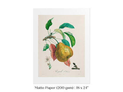 Pear | Botanical Illustration | P181 - Single Art Prints - Piccolo Fiore Prints