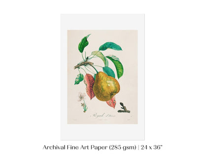Pear | Botanical Illustration | P181 - Single Art Prints - Piccolo Fiore Prints