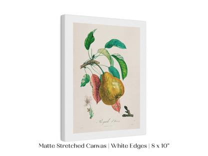 Pear | Botanical Illustration | P181 - Single Art Prints - Piccolo Fiore Prints