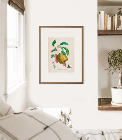 Pear | Botanical Illustration | P181 - Single Art Prints - Piccolo Fiore Prints