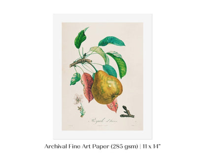 Pear | Botanical Illustration | P181 - Single Art Prints - Piccolo Fiore Prints