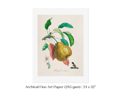Pear | Botanical Illustration | P181 - Single Art Prints - Piccolo Fiore Prints